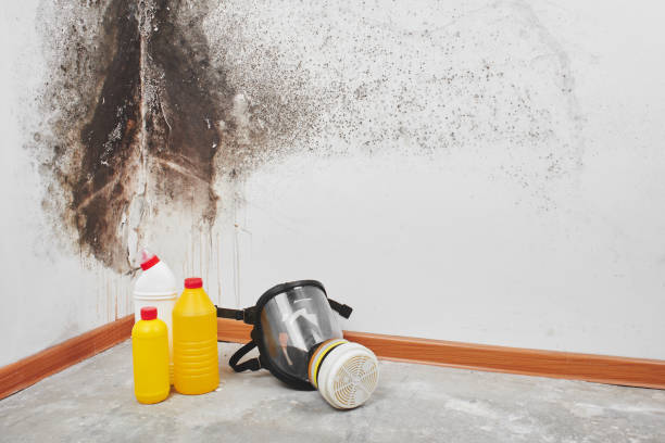 Best Black Mold Removal  in Bloomer, WI