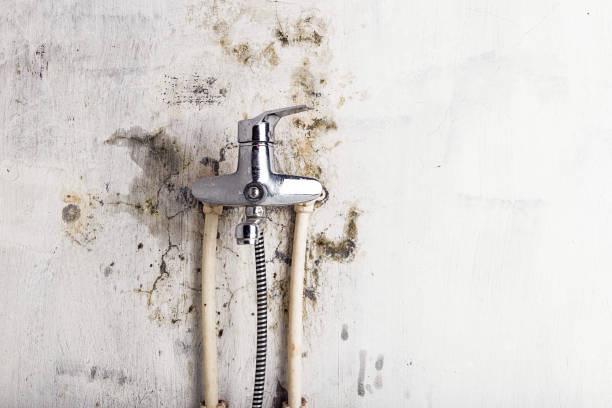 Best Mold Damage Repair  in Bloomer, WI