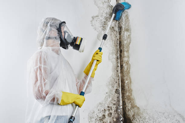 Best Toxic Mold Removal  in Bloomer, WI