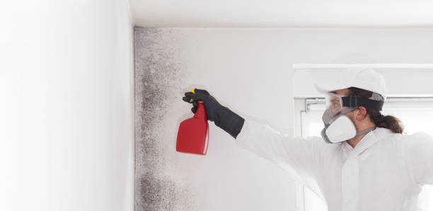 Best Certified Mold Removal  in Bloomer, WI