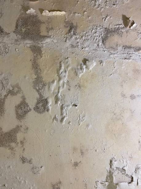 Home Mold Removal in Bloomer, WI