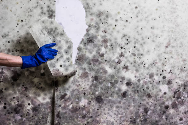 Best Office Mold Removal Services  in Bloomer, WI