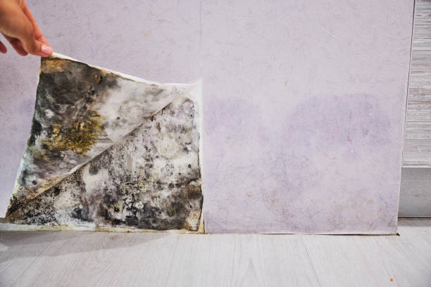 Best Mold Damage Repair  in Bloomer, WI